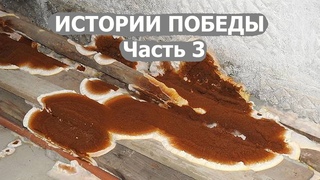 Серпула плачущая, домовой грибок, истории победы.
