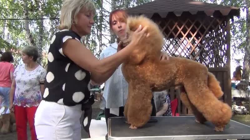 261 Моно пуделей Челябинск. Marco