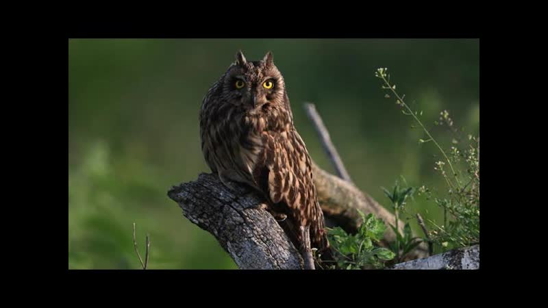 Stunning Close Ups of Short Eared