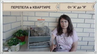 Содержание перепелов в квартире от А до Я! Видео Вопрос-ответ. Тайм лист в описании