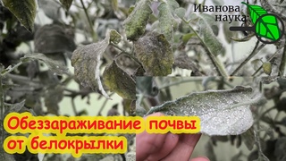ОБРАБОТКА ТЕПЛИЦЫ ПОСЛЕ БЕЛОКРЫЛКИ и ТЛИ. Как обеззаразить теплицу от вредителей.