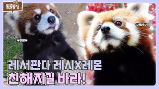 [SUB] 얼굴은 세상 귀요미인데... 달라도 너무 다른 레서판다 레시X레몬 모음집🧡 #TV&