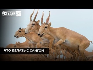 Спасти нельзя отстреливать: разрешат ли в Казахстане регулировать популяцию сайгаков
