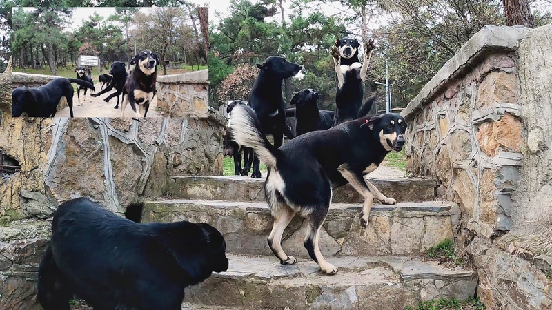 All the dogs I rescued enthusiastically greet me at the gate of the forest. Every