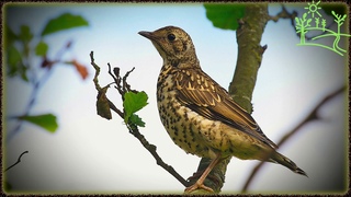 Голоса птиц Как поёт Дрозд Деряба (Turdus viscivorus)