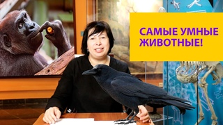 Почему вороны такие умные Кто еще из животных интеллектуал Наталья Носова