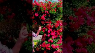 Роза Эксцельза Excelsa   сорт для украшения арки 1
