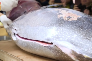 생참치 해체 117kg_참치 회뜨기_117kg Giant Tuna filleting_Tuna sashimi