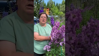 Новозеландские дельфиниумы из семян. Результат эксперимента!