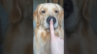 Roomba who #goldenretriever #dog #puppyvideos #comedy