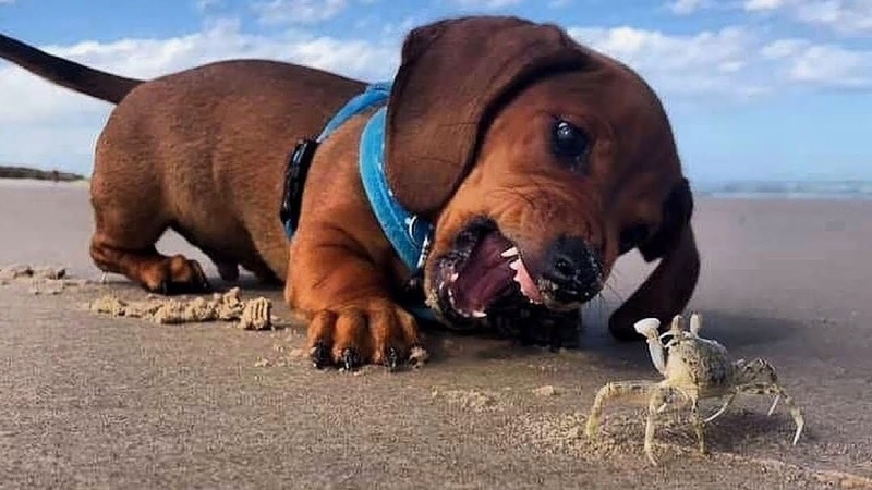 Funniest Cutest Dachshund Puppies,