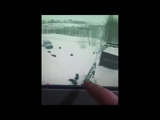 волчара бля