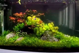 Update - Red Bonsai TreeScape