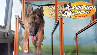 RUN BUDDY MOBILE GERMAN SHEPHERD WORKOUT GSD