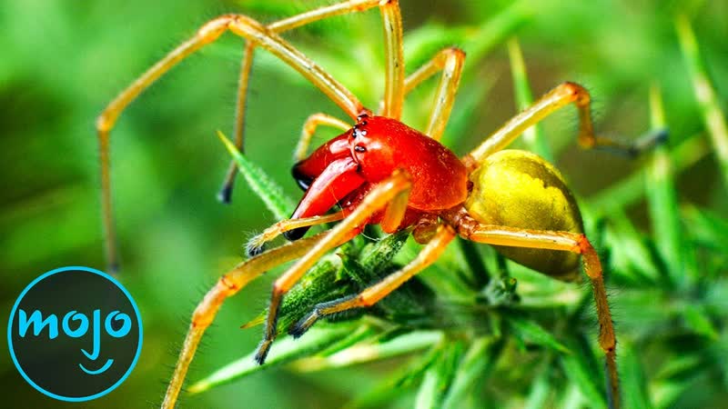 Top 10 Most Venomous Spiders On