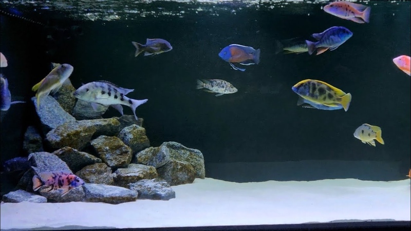 African Cichlids Predator Haps 600 gallon 2270 litre aquarium Mega Tank Huge Fish