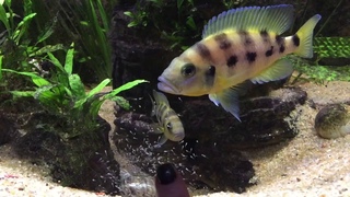 Neolamprologus tretocephalus and sexfasciatus
