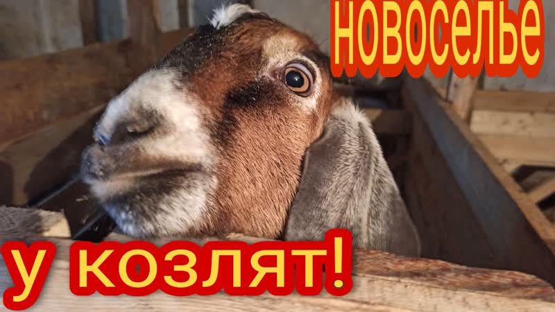Милахи козлята. Уже отправляются в новый