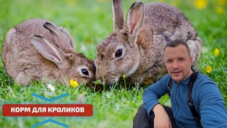 Чем кормить кроликов Отзыв фермера-блогера о комбикорме MilkPro Рэбит для кроликов от Protecr&Feed.