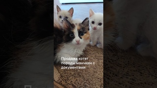 Котята манчкин. #cat #курган ##манчкин ##продажакотят #munchkin #animalpets
