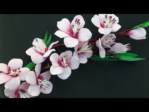 Lindo de galho de flores cerejeira, sem