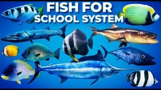 UE4 Fish For School System