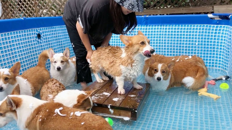 웰시코기 대가족의 남다른 목욕 스케일 ㅣ 8코기네 거품목욕 ㅣ Welsh corgi large family