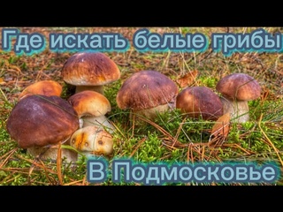 ГДЕ ИСКАТЬ БЕЛЫЕ ГРИБЫ В ПОДМОСКОВЬЕ