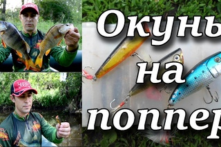 Окунь на поппер