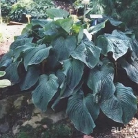 Хоста гигантская ти рекс. Хоста гибридная ти рекс. Рекс хост. Хоста кэбитан. Хоста эмпресс ву.