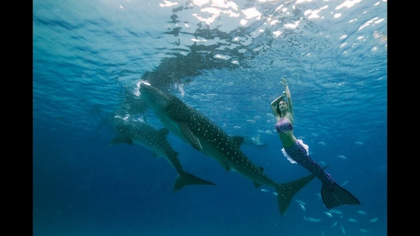 Underwater mermaid model swimming with whale sharks in the