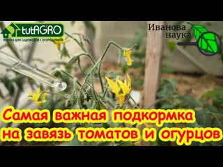 БЕЗ БОРА и УДОБРЕНИЙ: ПОДКРМКА № 1 ДЛЯ ЗАВЯЗИ. Ни один цветок не отвалится, завязь не пожелтеет.