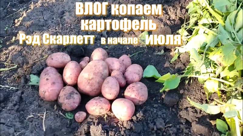 Влог. Обзор дачного участка. Копаем картофель Рэд Скарлетт
