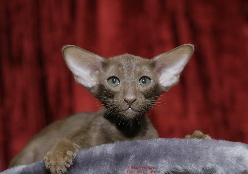 Фотиния Суворова | Великие Луки