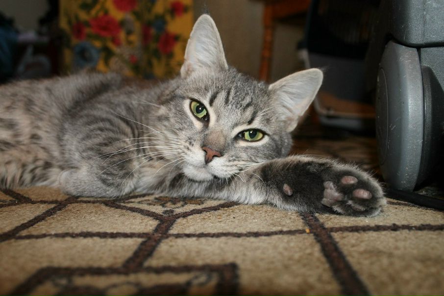 №31, Евгения Боровская, Петрозаводск №31, Евгения Боровская, Петрозаводск