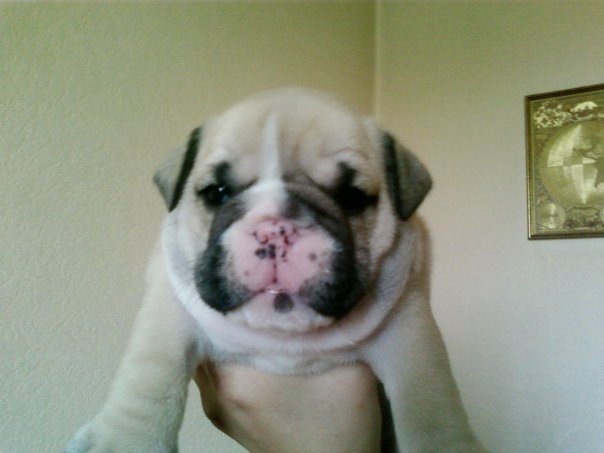 №137, Танюшка Гармаш, 37 лет, Калининград, Россия №137, Танюшка Гармаш, 37 лет, Калининград, Россия