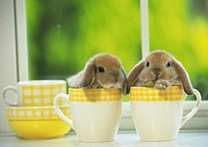 Ніна Свередюк | Славута