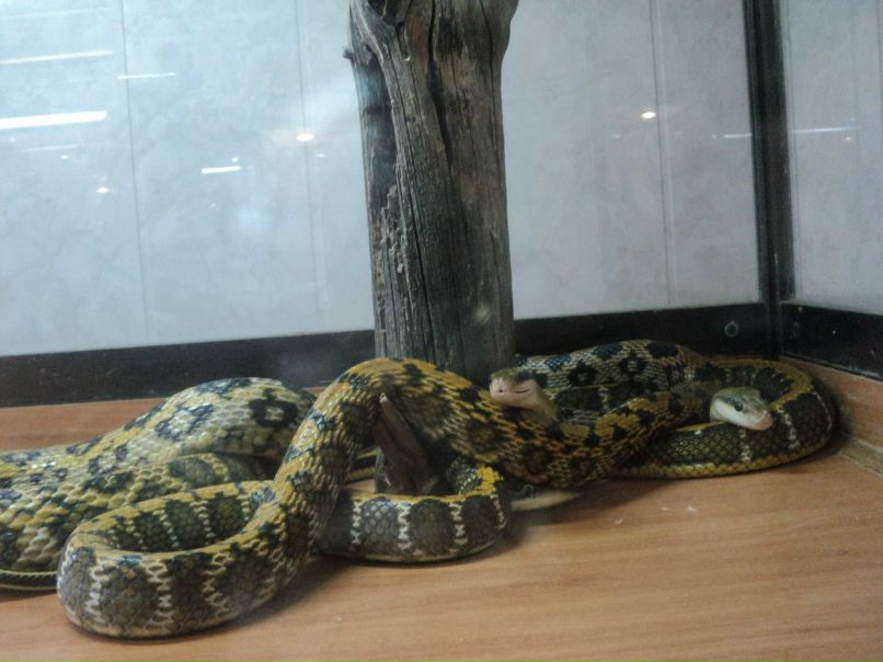 Мария Павлова | Якутск