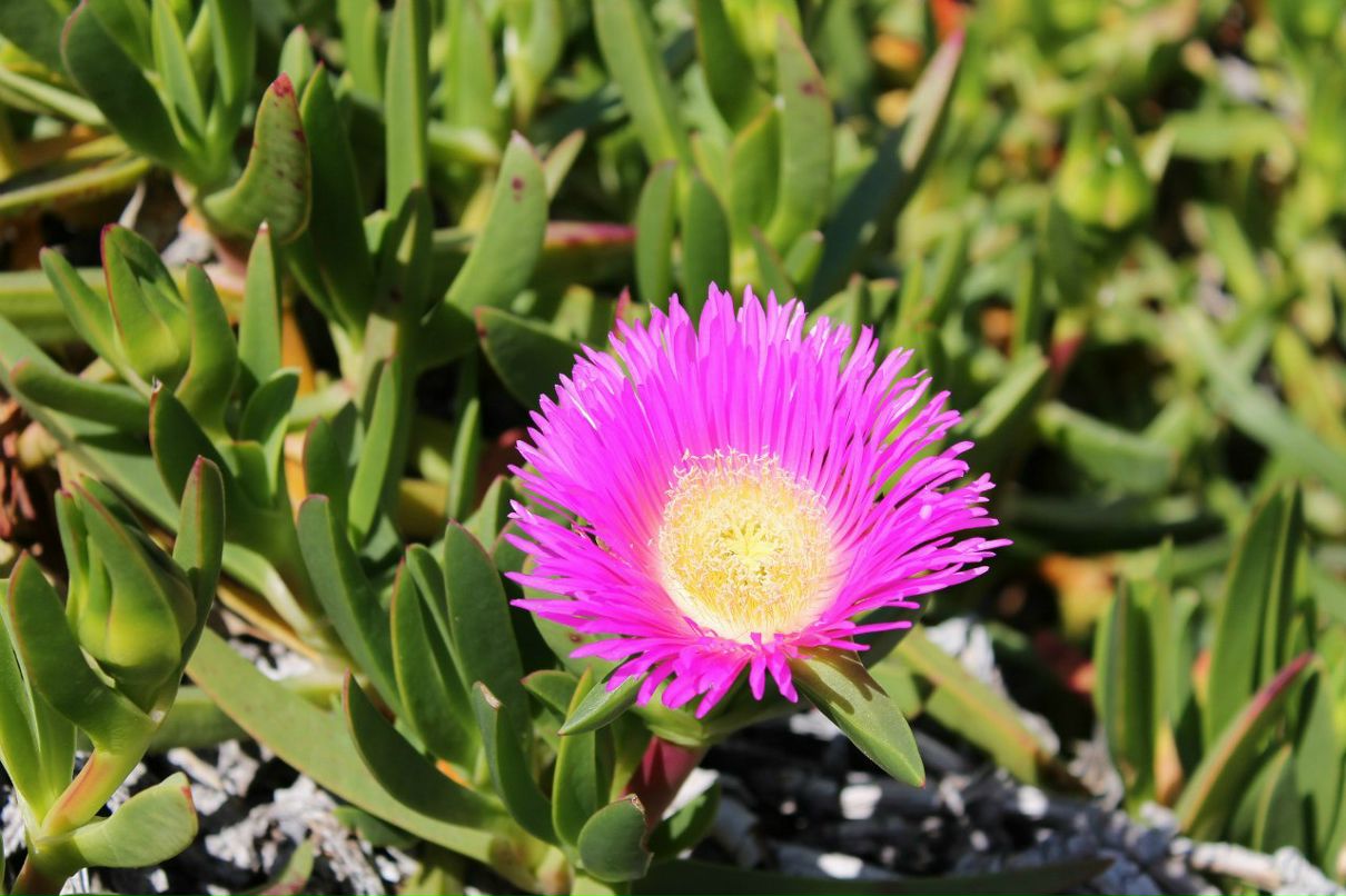 Светлана Турскова Валерьевна | Almería