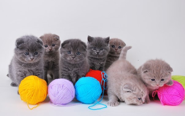 Юлия Васюк | Киев