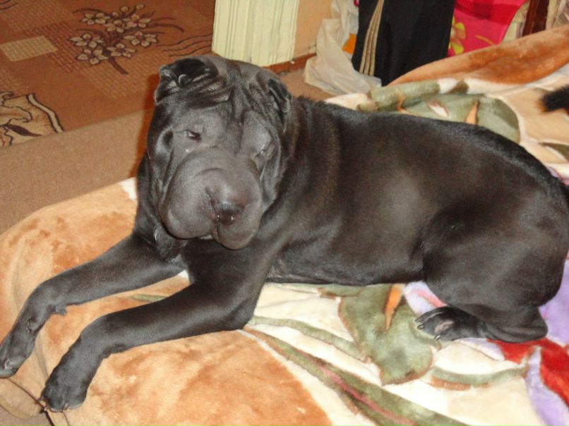 Моника Миколаенко | Миргород