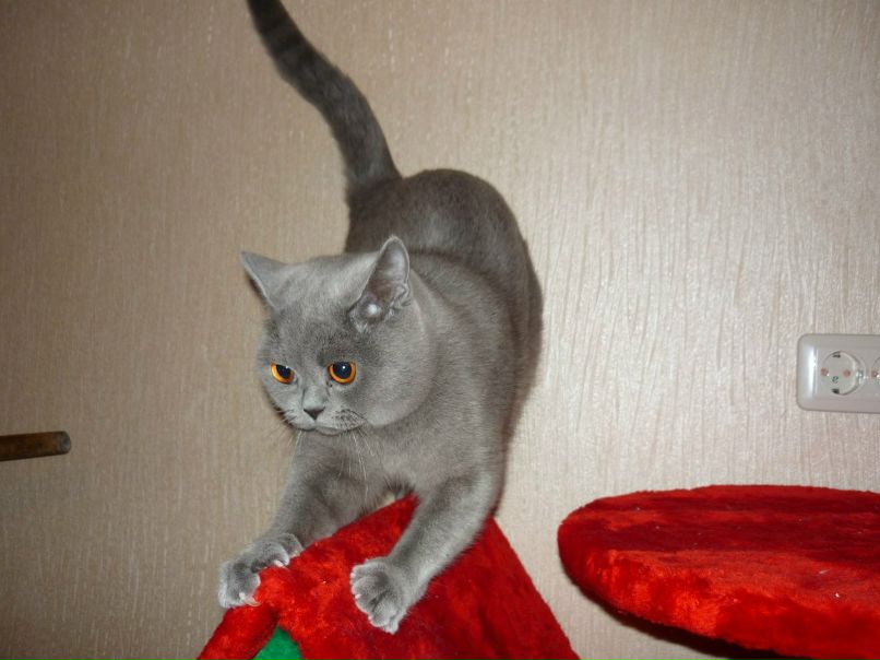 Дмитрий Андреевич | Мелитополь