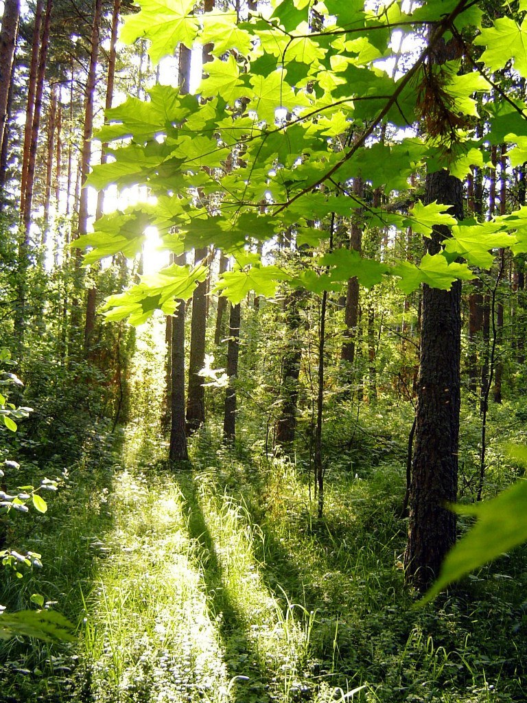 Вольга Аўласка | Минск