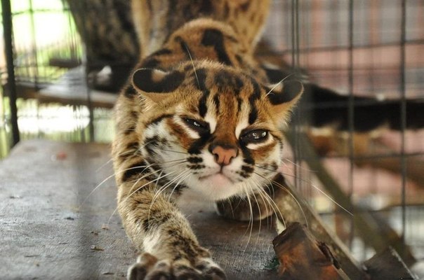 Egor Kapitanov | Алматы