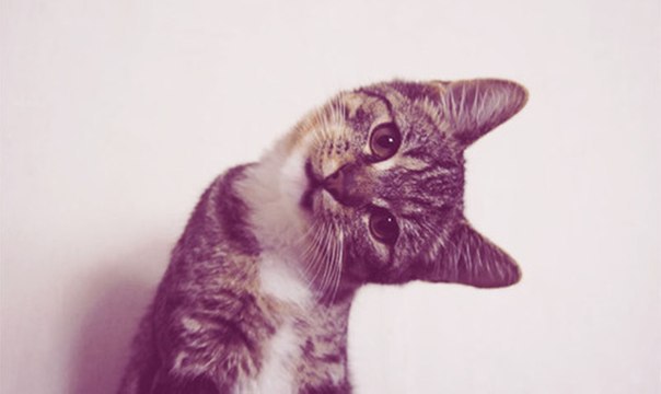 Даша Шенкер *АШЕНЬКА* | Харьков