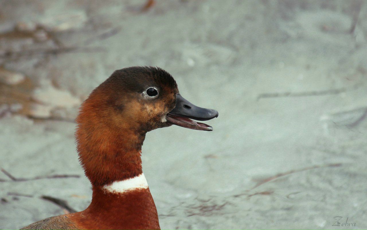Ася Можаева | Москва