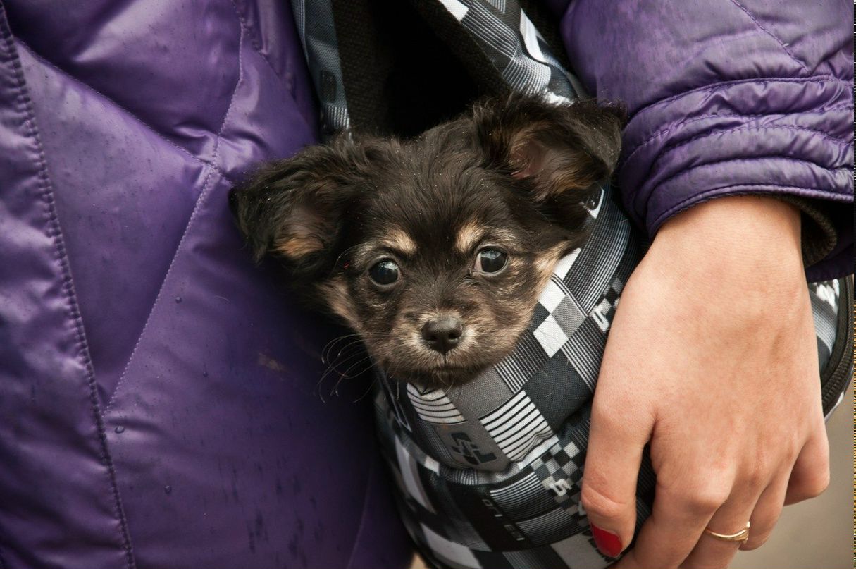 Катя Захарченко | 