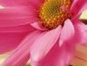 Кристина Петраш | Запорожье