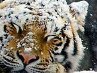 Наталья Илясова | Балашов