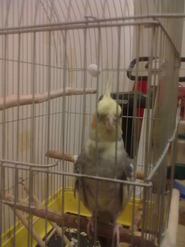 Олексій Корнієнко Lion | 